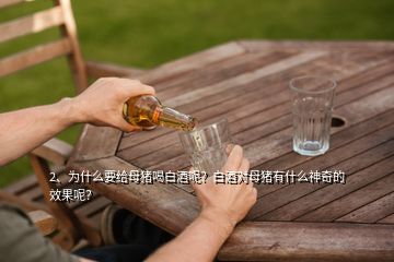 2、為什么要給母豬喝白酒呢？白酒對(duì)母豬有什么神奇的效果呢？