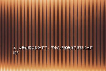 3、人參在酒里長葉子了，不小心把檉弄折了還能長出來嗎？