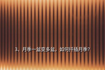 3、月季一盆變多盆，如何扦插月季？