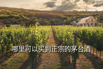 哪里可以買到正宗的茅臺(tái)酒