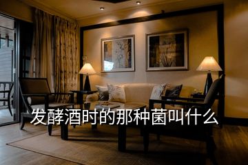發(fā)酵酒時(shí)的那種菌叫什么