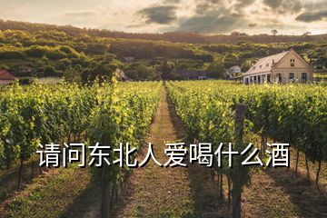 請問東北人愛喝什么酒
