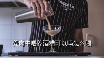 養(yǎng)肉牛喂養(yǎng)酒糟可以嗎怎么喂