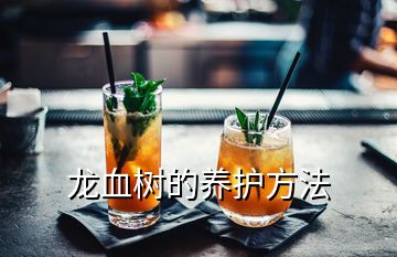 龍血樹的養(yǎng)護方法