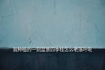 我種植的一刻盆景四季桂怎么老落葉呢