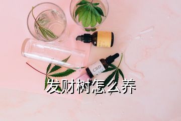 發(fā)財(cái)樹(shù)怎么養(yǎng)