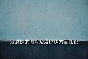 發(fā)財(cái)樹(shù)的圖片及發(fā)財(cái)樹(shù)方面知識(shí)
