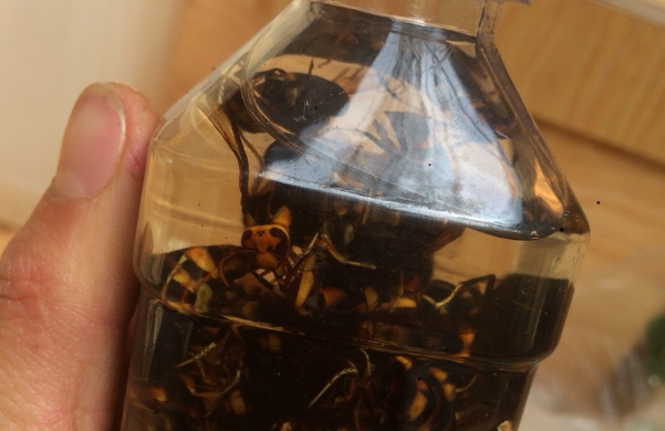 土蜂泡酒有什么好處？這幾個(gè)功效大家一定要了解