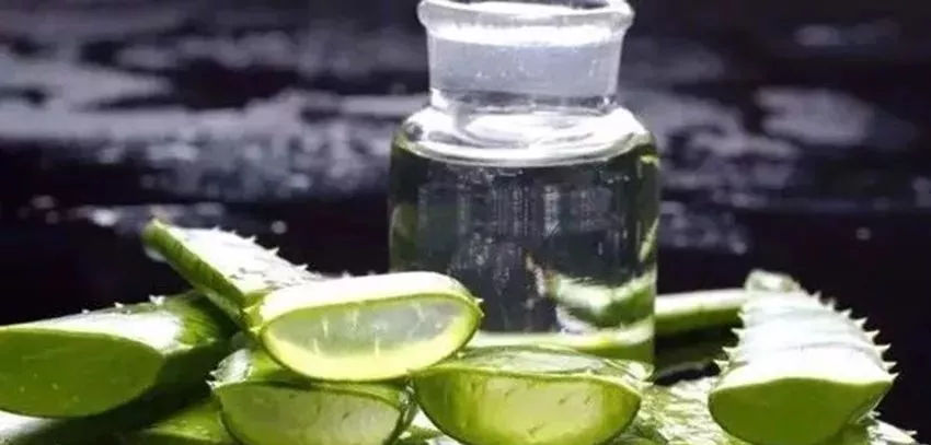 蘆薈泡酒治皮膚病嗎？蘆薈泡酒的功效與作用