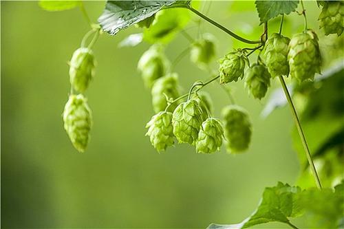 什么是啤酒花？啤酒中為什么要添加啤酒花？