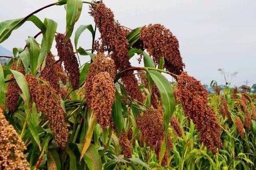 紅櫻子高粱酒為什么好？紅櫻子高粱的優(yōu)勢(shì)有哪些？