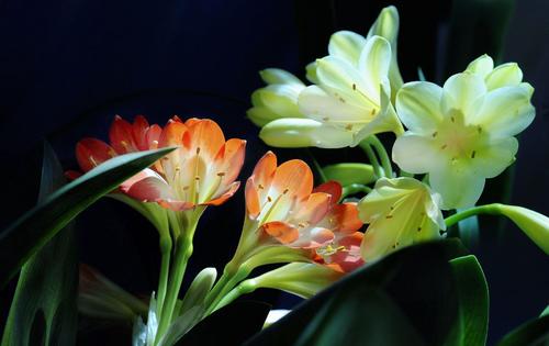 白酒如何養(yǎng)花？為什么白酒可以養(yǎng)花？
