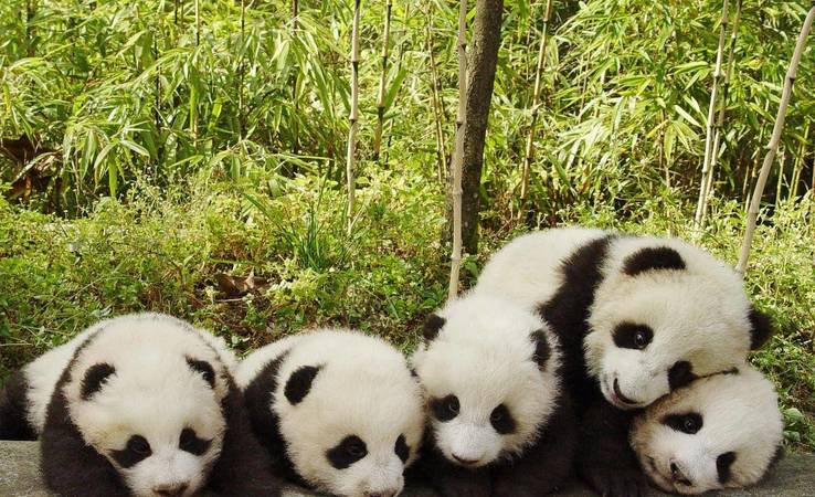 國寶熊貓多少錢一箱(國寶熊貓多少錢一箱)