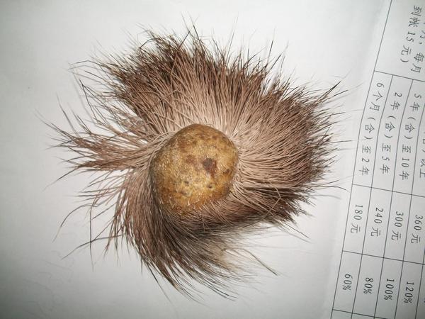 美國野生麝香價(jià)格(美國野生麝香價(jià)格)